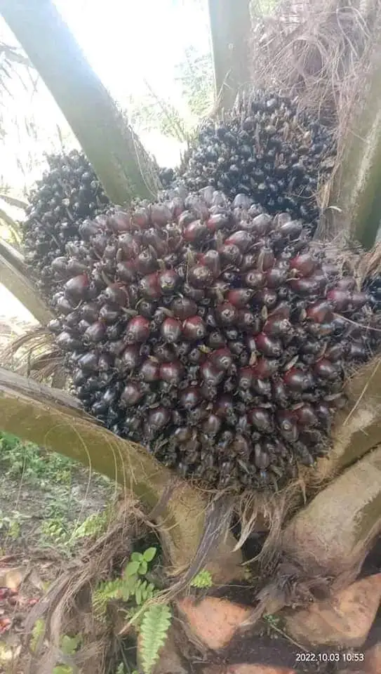 kelapa sawit